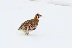 チベットヤマウズラ