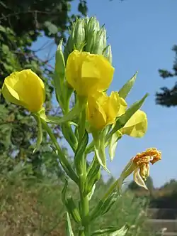 Oenothera stricta subsp. stricta
