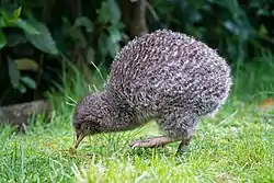 コマダラキーウィ