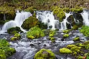 羊蹄のふきだし湧水（2018年11月）
