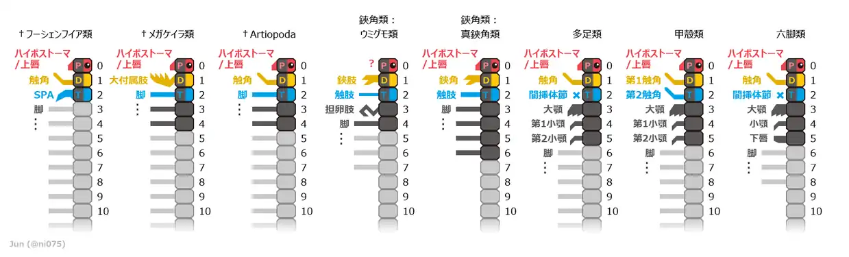 2017年時点で広く認められる、節足動物の主要な高次系統における付属肢と体節の対応関係。