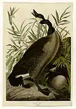 カナダガン (Branta canadensis)