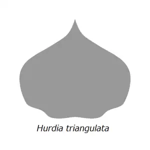 H. triangulata の背側の甲皮