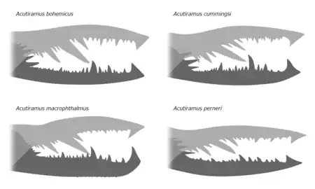 A. bohemicus、A. cummingsi、A. macrophthalmus、および A. perneri のそれぞれの鋏角（不動指と可動指）