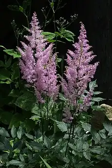 満開のアスチルベ（紫花）