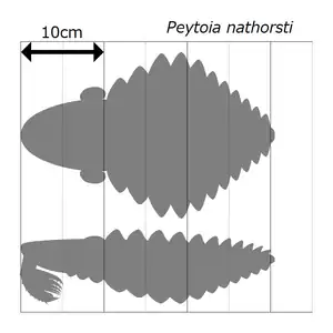 同種のサイズ推定図