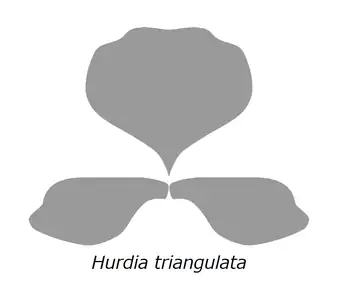 H. triangulata の甲皮