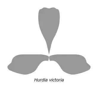 H. victoria の甲皮