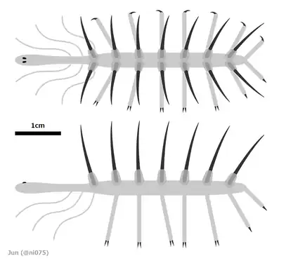 Hallucigenia sparsa の復元図