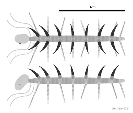Hallucigenia fortis の復元図