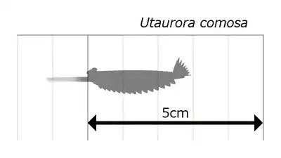 同種のサイズ測定図。不明部分（吻の先端）は薄灰色で示される。