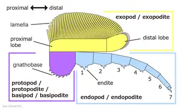 三葉虫(Artiopoda類)の脚