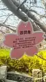 桜花園には普賢象桜も