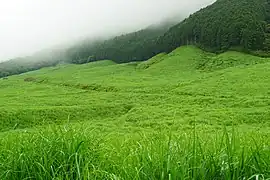 夏のすすき草原