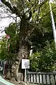 天然記念物のクスノキ