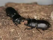 ムシモンオオクワガタ
