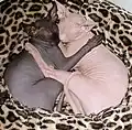 白と黒の眠る猫