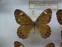 オスの表面