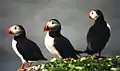 ニシツノメドリFratercula arctica