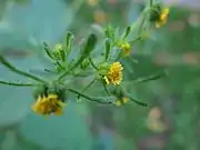 Sigesbeckia serrata