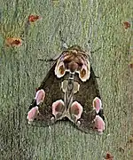 モントガリバ T. batis, イギリス