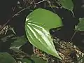 スジヒトツバ属(熱帯産の種)