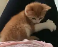 多指症レッドメインクーン子猫
