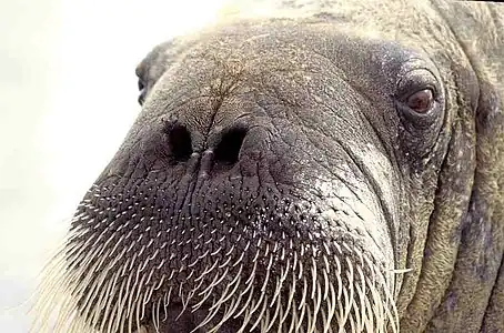 セイウチのヒゲは、海底にある貝などを探し出すためにある。