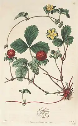 Fragaria indica