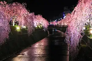 倉津川の枝垂桜