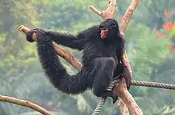 アカガオクロクモザル