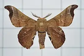 クワコ Bombyx mandarina（カイコガ科）, 台湾