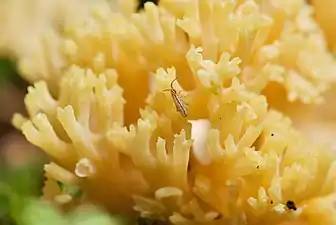 キホウキタケに登るトビムシ