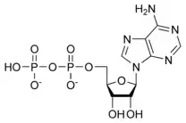 Chemical structure of adenosine diphosphate