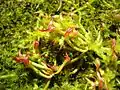 幼植物・葉は立ち上がらない