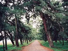 砂州にある一本道
