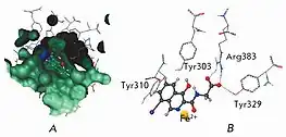 Analysis of the active site of prolyl hydroxylase enzyme 2. A – active center occupied by “native” ligand. B – interaction between inhibitor and amino acid residues of the enzyme (docking solution)