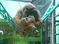 オランウータン