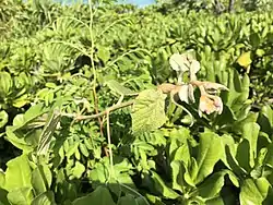 沖縄県に自生するリュウキュウガネブ