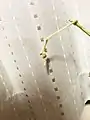 蕾