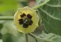 花（上面）