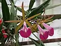 Bc. Star Ruby Xanadu