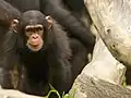 幼獣