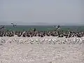アゾフ海の自然。ビロサライ岬。