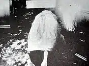 リジー・ボーデンの継母
