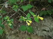 花冠が黄色のもの。