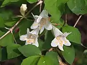 花とつぼみ（左）