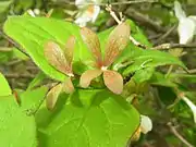 5個の萼片のうち、1個が小さい。