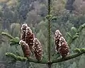 モミ属の球果は樹上に直立するAbies alba