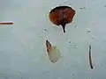 モミ属の球果の鱗片と種子